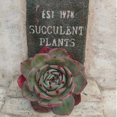 商品一覧 | 多肉植物カット苗の通販 | エケベリア(韓国苗)多肉植物専門