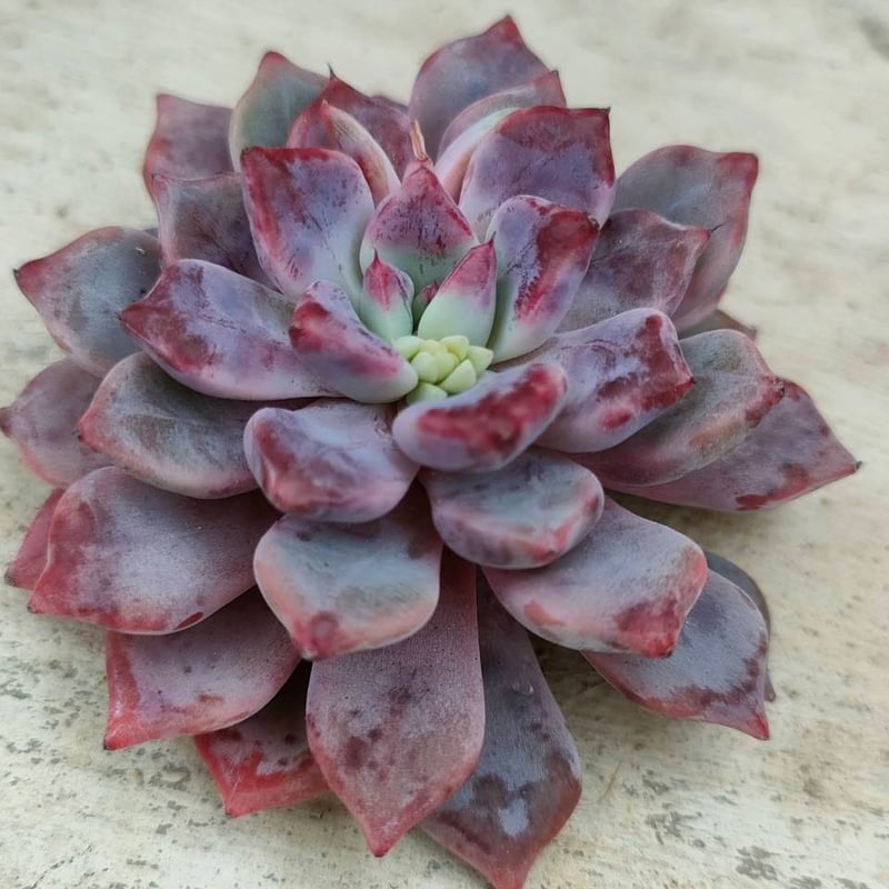 デボリューション エケベリア カット苗 | 多肉植物カット苗の