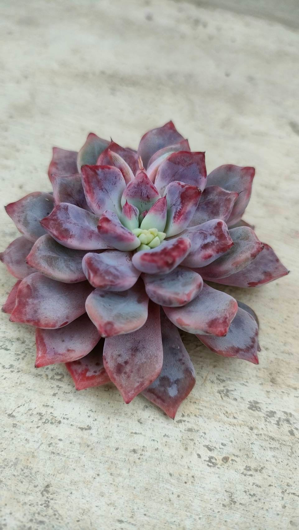 デボリューション エケベリア カット苗 | 多肉植物カット苗の通販