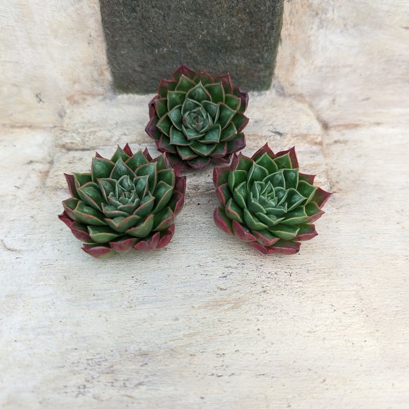 T*K様 エケベリア まぱさんの苗「ロンミュール」大苗 T*K様 エケベリア まぱさんの苗「ロンミュール」大苗 多肉植物