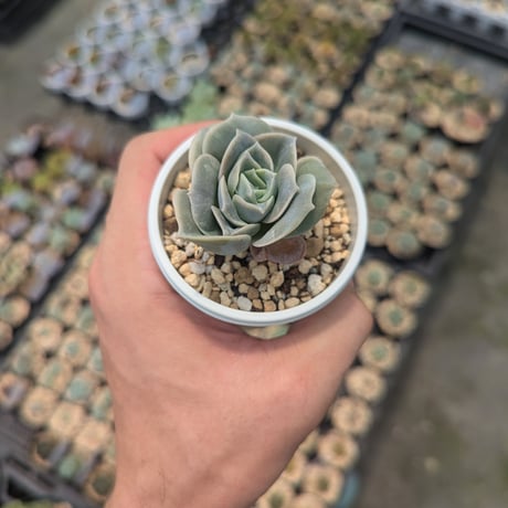 多肉植物カット苗の通販 | エケベリア(韓国苗)多肉植物専門店