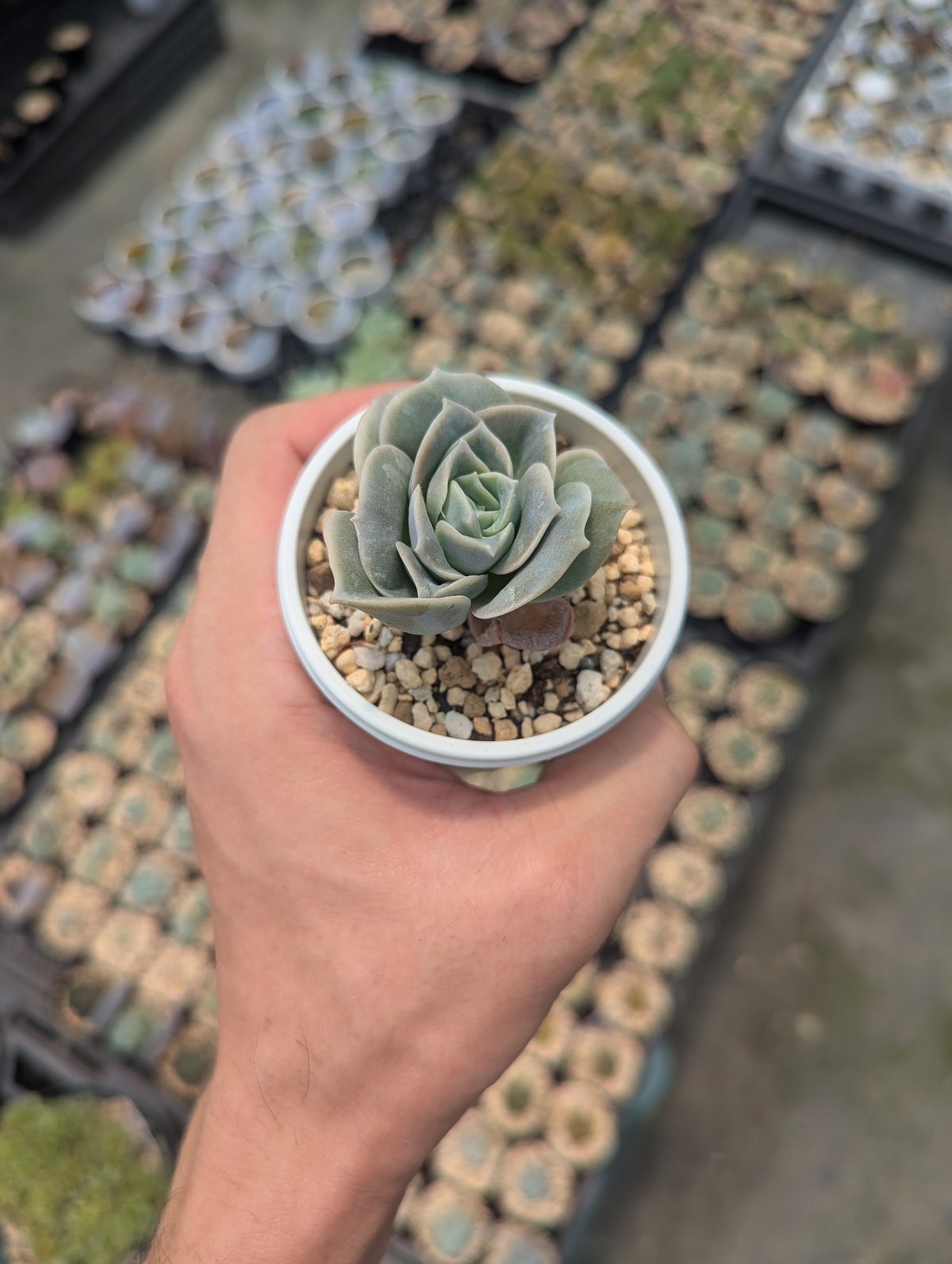 ラブリーローズ エケベリア 抜き苗 | 多肉植物カット苗の通販 ラブリーローズ エケベリア 抜き苗 | 多肉植物カット苗の通販