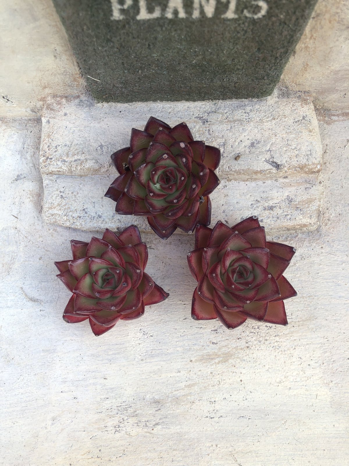 マロニエラポ カット苗 マロニエラポ カット苗 【公式通販】