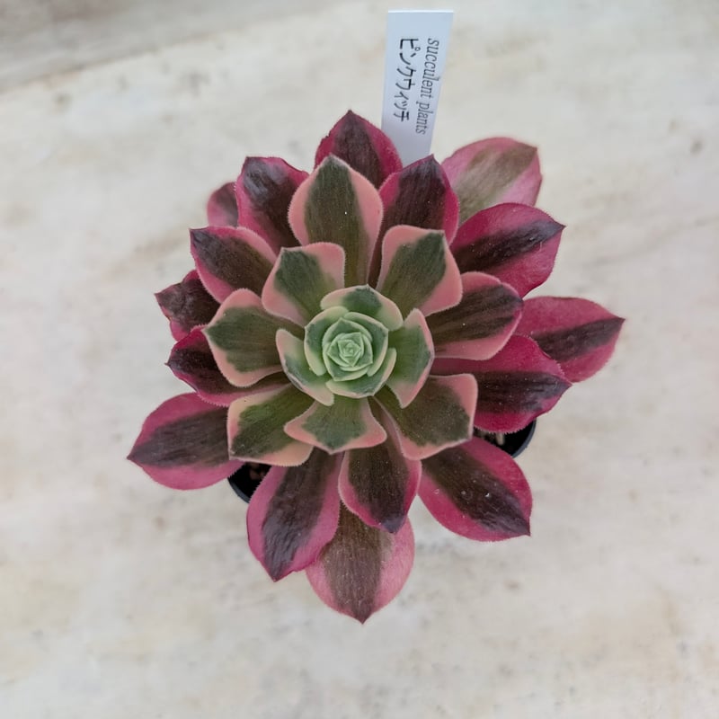 ピンクウィッチ アエオニウム 土付き 宅急便発送 | 多肉植物カット苗の