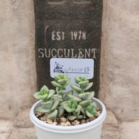 ラブリーローズ抜き苗  4苗セット 216現物 多肉植物 Echeveria ラブリーローズ 抜き苗 | るる農園