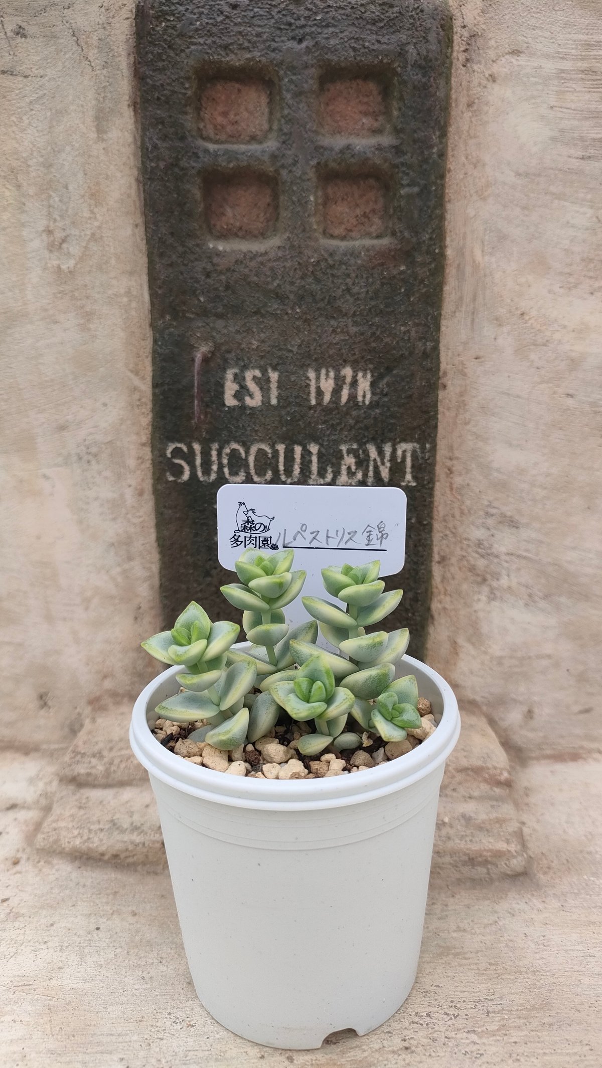 ルペストリス錦 クラッスラ 抜き苗 | 多肉植物カット苗の通販