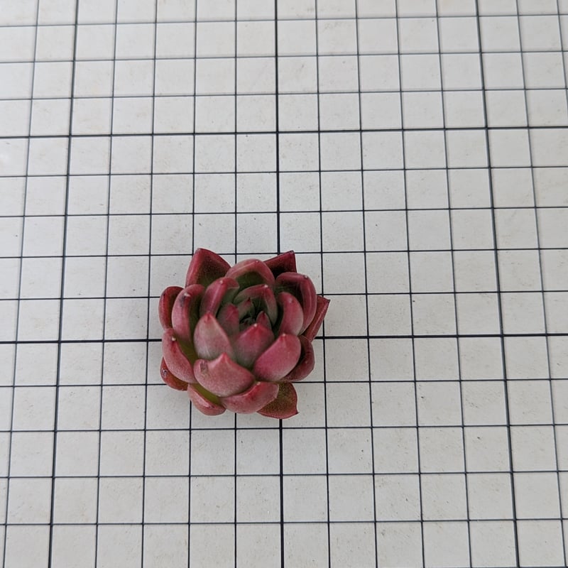 レッドアガボイデス エケベリア カット苗 | 多肉植物カット苗の通販