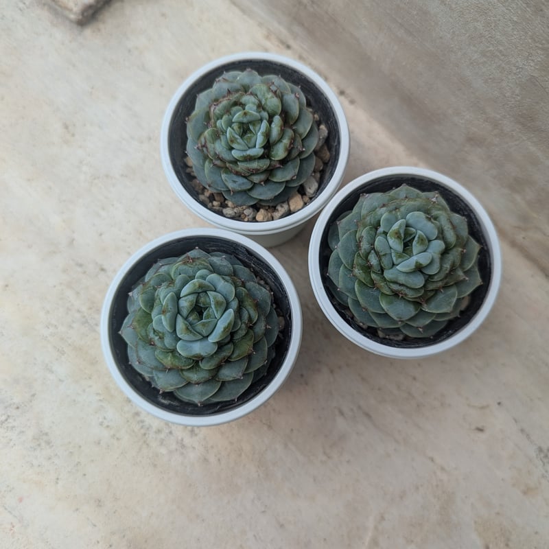 レッドベルベット エケベリア 抜き苗 | 多肉植物カット苗の通販