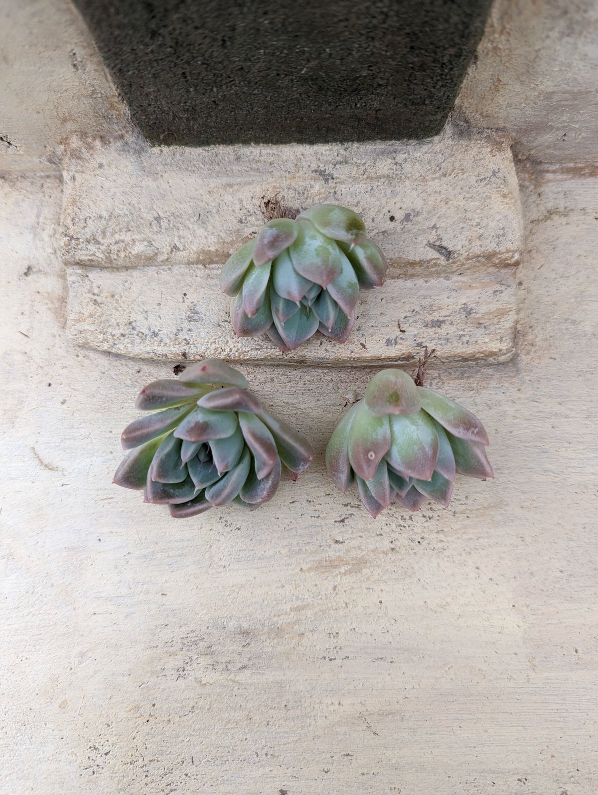 多肉植物　韓国苗　ドリームスーツ　抜き苗 楽天市場】多肉植物 エケベリア ドリームスーツ 韓国苗 抜き苗 カット