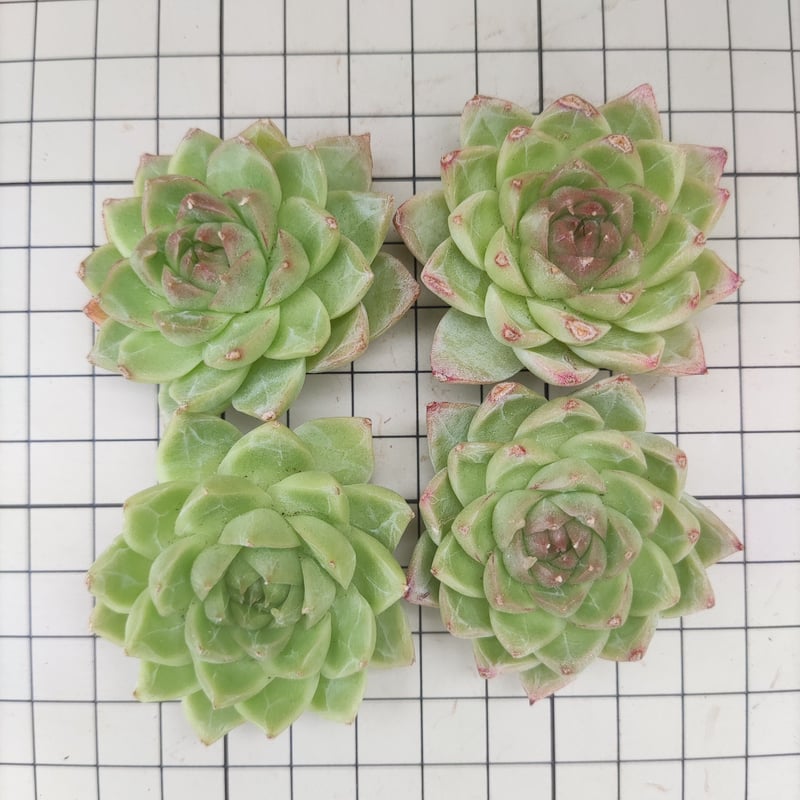 レッドシオン(小苗)◎多肉植物 カット苗 韓国苗 エケベリア等 レッド