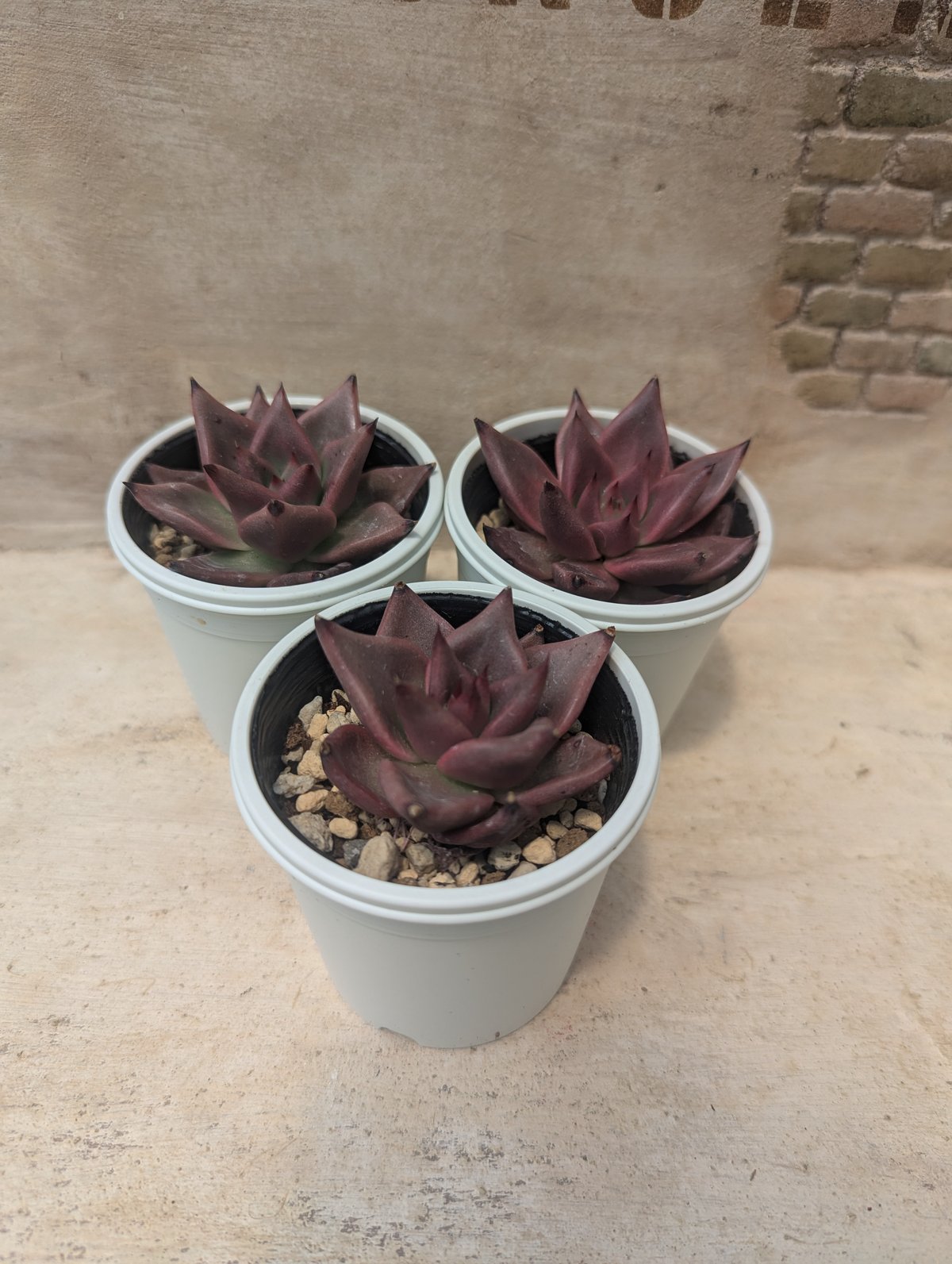 ブラッドロメオ エケベリア 抜き苗 | 多肉植物カット苗の通販