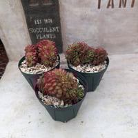 ラブリーローズ エケベリア 抜き苗 | 多肉植物カット苗の通販