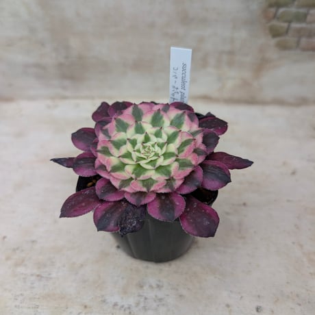 商品一覧 | 多肉植物カット苗の通販 | エケベリア(韓国苗)多肉植物専門