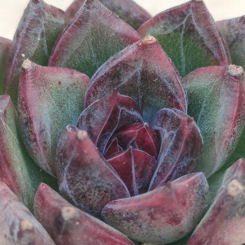 【新作】エケべリア　韓国苗　ブラックチェリー 大苗　多肉植物 ech1032.jpg