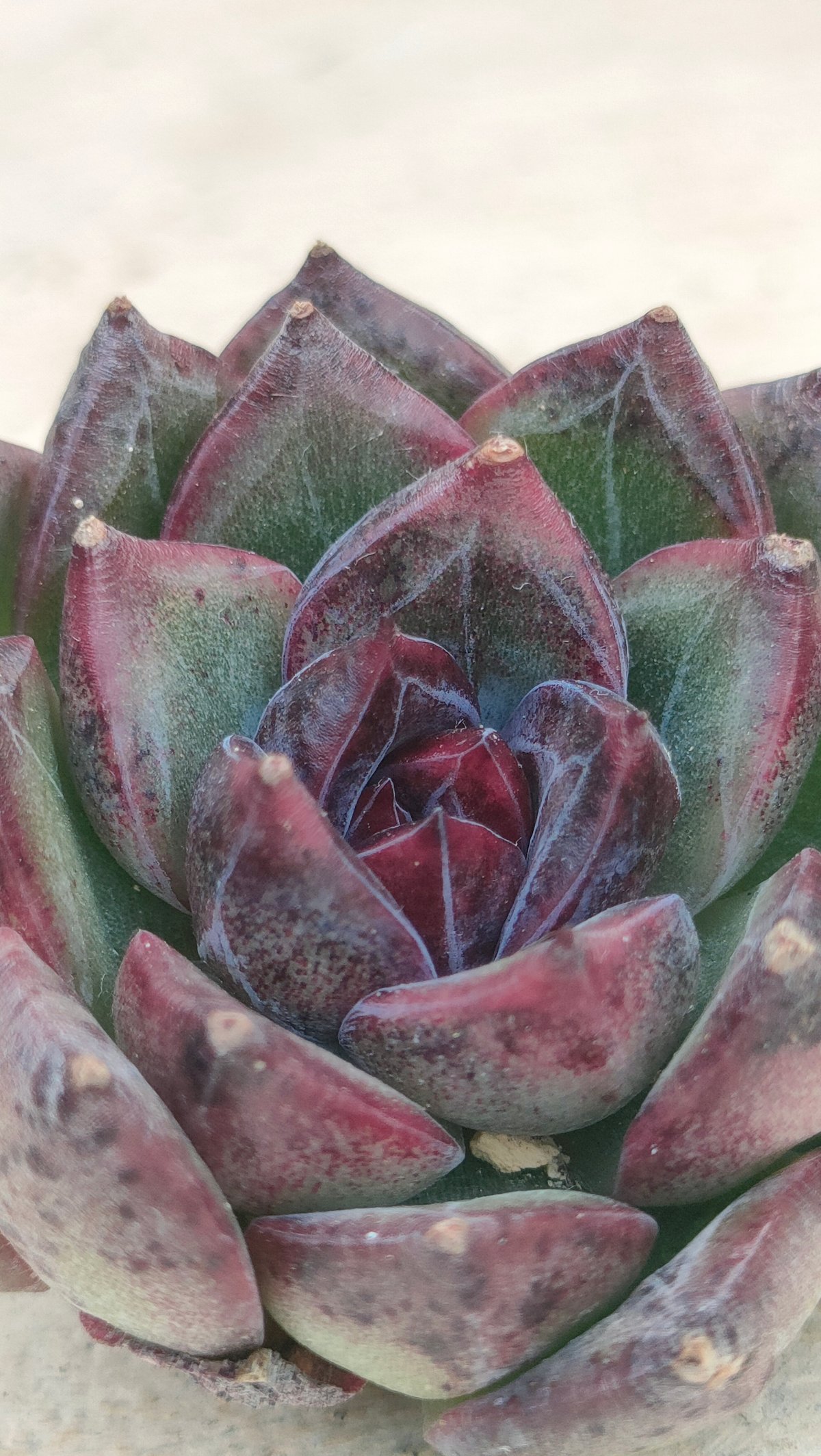 ブラックバイオレット◎多肉植物 カット苗 韓国苗 エケベリア等 パープルレイク◎多肉植物 カット苗 韓国苗 エケベリア等 - メルカリ