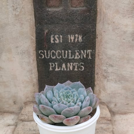 専用　フローレンス錦　抜き苗 多肉植物 フローレンス錦 抜き苗 メルカリ便発送 - メルカリ