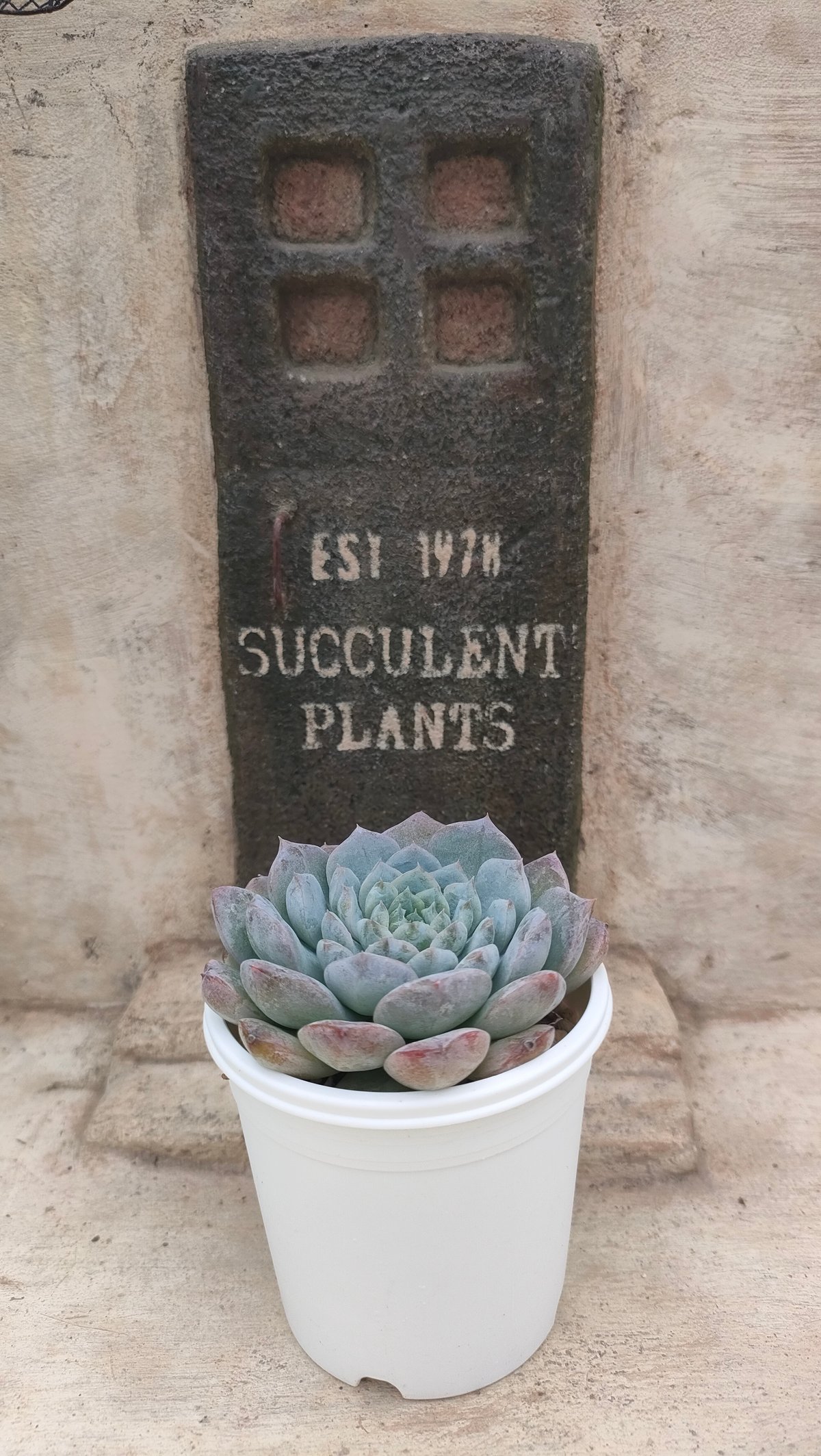 アメイジンググレイス エケベリア | 多肉植物カット苗の通販