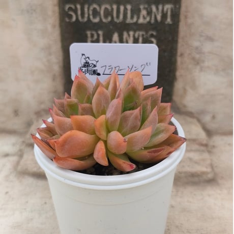 92#多肉植物アエオニウム❤️ ナガ女王 セッカ ❤️25cm拔き苗 35#多肉植物アエオニウム錦❤️ピンクウィッチセッカ❤️15cm 拔き苗