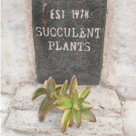 商品一覧 | 多肉植物カット苗の通販 | エケベリア(韓国苗)多肉植物専門