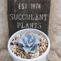 残8苗ෆ˚*感謝セールෆ˚* ブラッドロメオ 1苗 抜き苗 寄せ植え 多肉植物 ブラッドロメオ エケベリア 抜き苗 | 多肉植物カット苗の通販