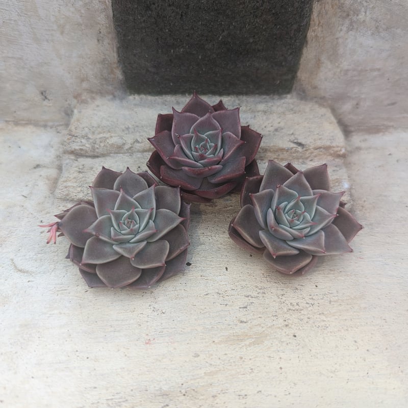 ミア エケベリア カット苗 | 多肉植物カット苗の通販 | エケベリア