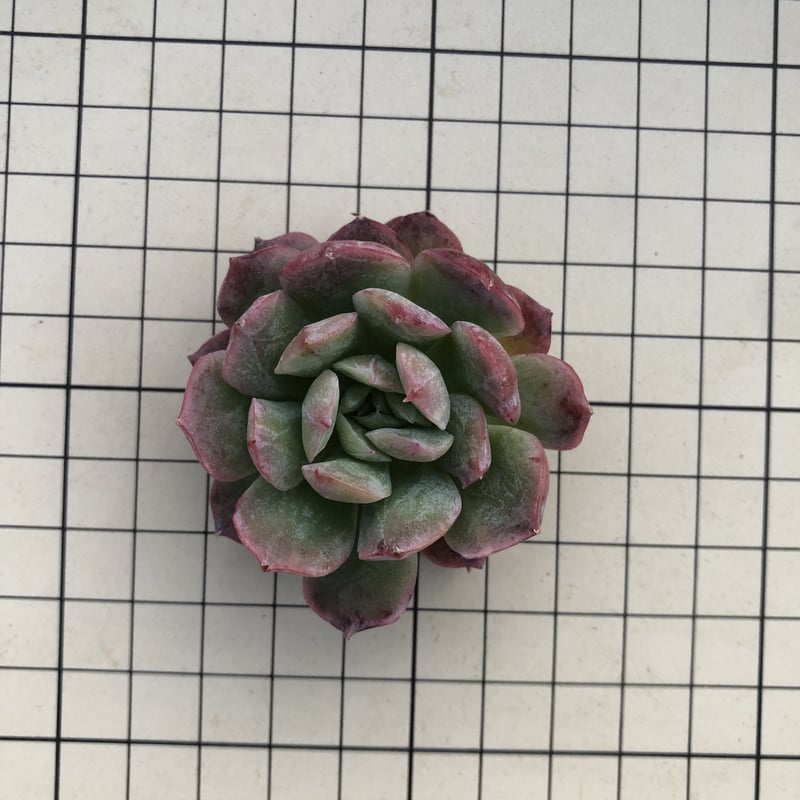 多肉植物　ブラッドブリアナ錦　一点のみ　カット苗 多肉植物 ブラッドブリアナ錦 一点のみ カット苗 多肉植物 ブラッド