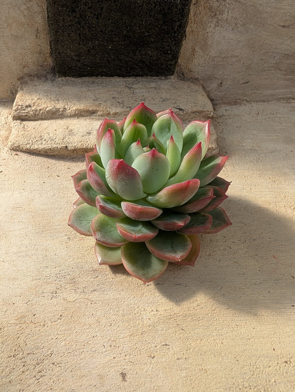 韓国多肉カット苗 韓国苗♤ホワイトアイス カット苗 - メルカリ