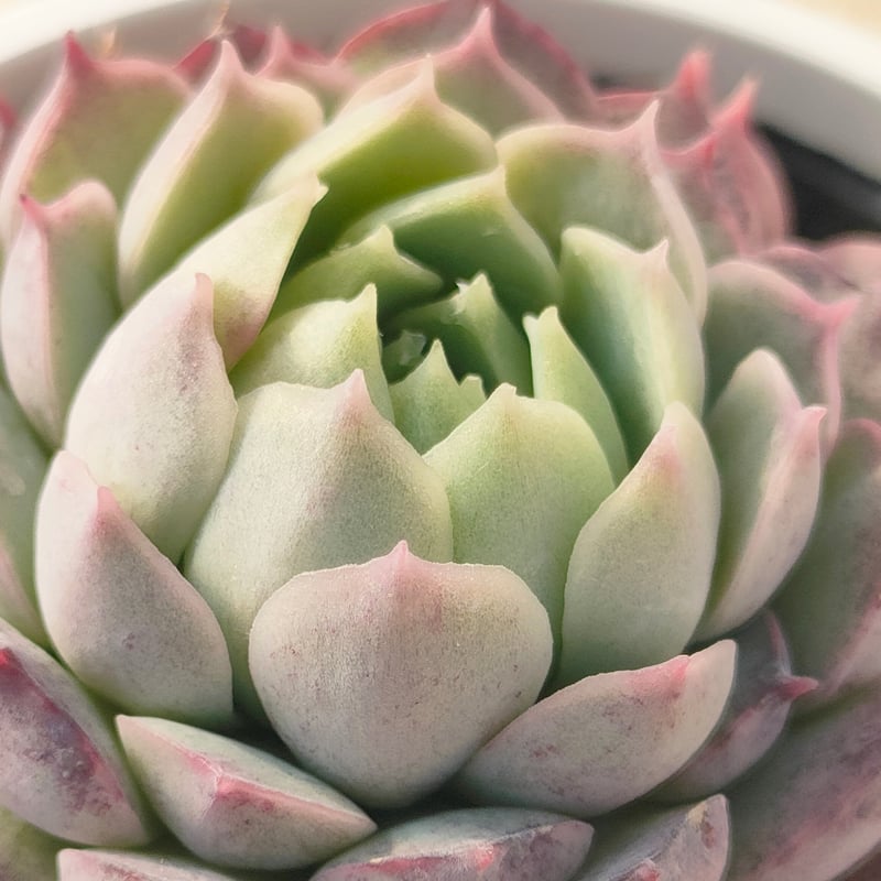 多肉植物 エケベリア カット苗 6苗セット シャーロットローズ等 シャーロットローズ エケベリア | 多肉植物カット苗の通販