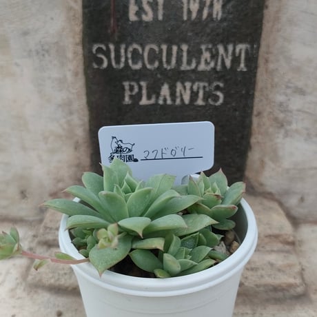 訳あり特価品◎フィレンツェ◎多肉植物 カット苗 韓国苗 エケベリア等 訳あり特価品◎フィレンツェ◎多肉植物 カット苗 韓国苗