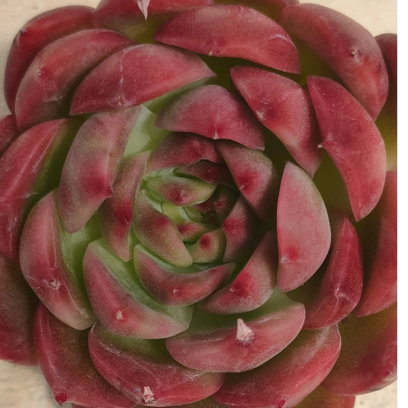 ディープレッド エケベリア カット苗 | 多肉植物カット苗の通販