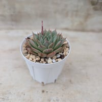 トロムソ エケベリア カット苗 | 多肉植物カット苗の通販 | エケベリア