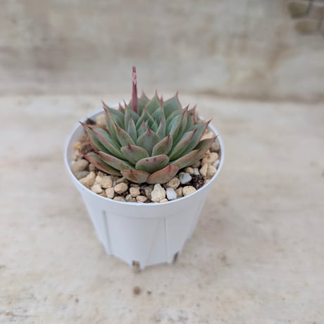 商品一覧 | 多肉植物カット苗の通販 | エケベリア(韓国苗)多肉植物専門