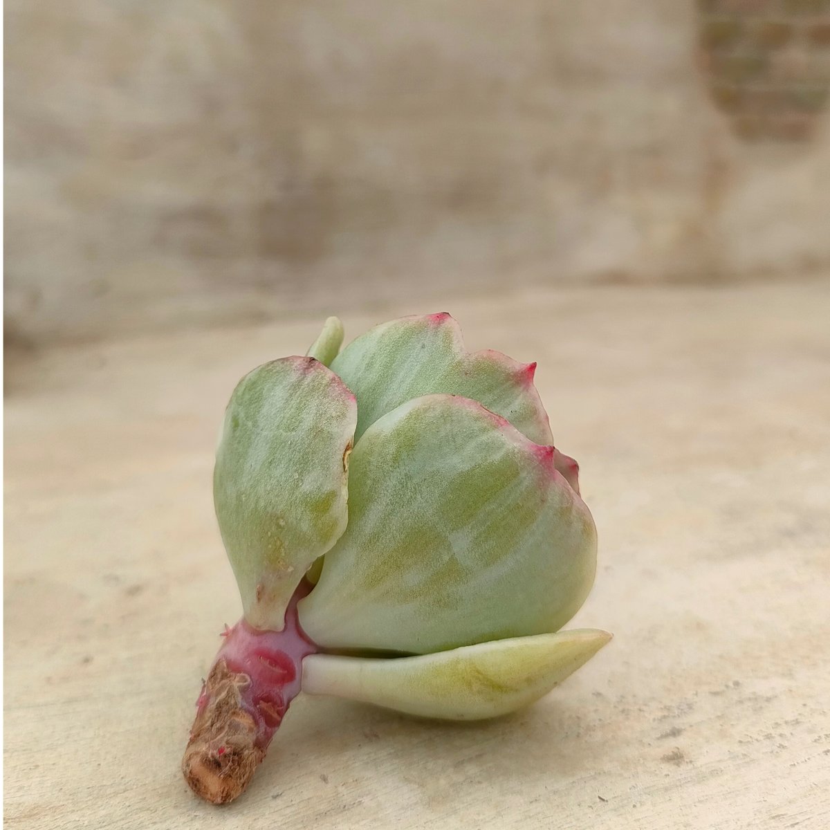 多肉植物 ピーチプリデ 抜き苗 エケベリア 多肉植物 ピーチプリデ 抜き