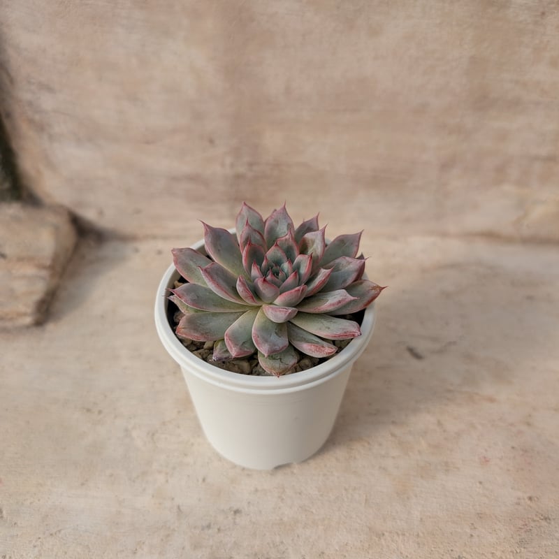 アランフェス エケベリア 抜き苗 | 多肉植物カット苗の通販