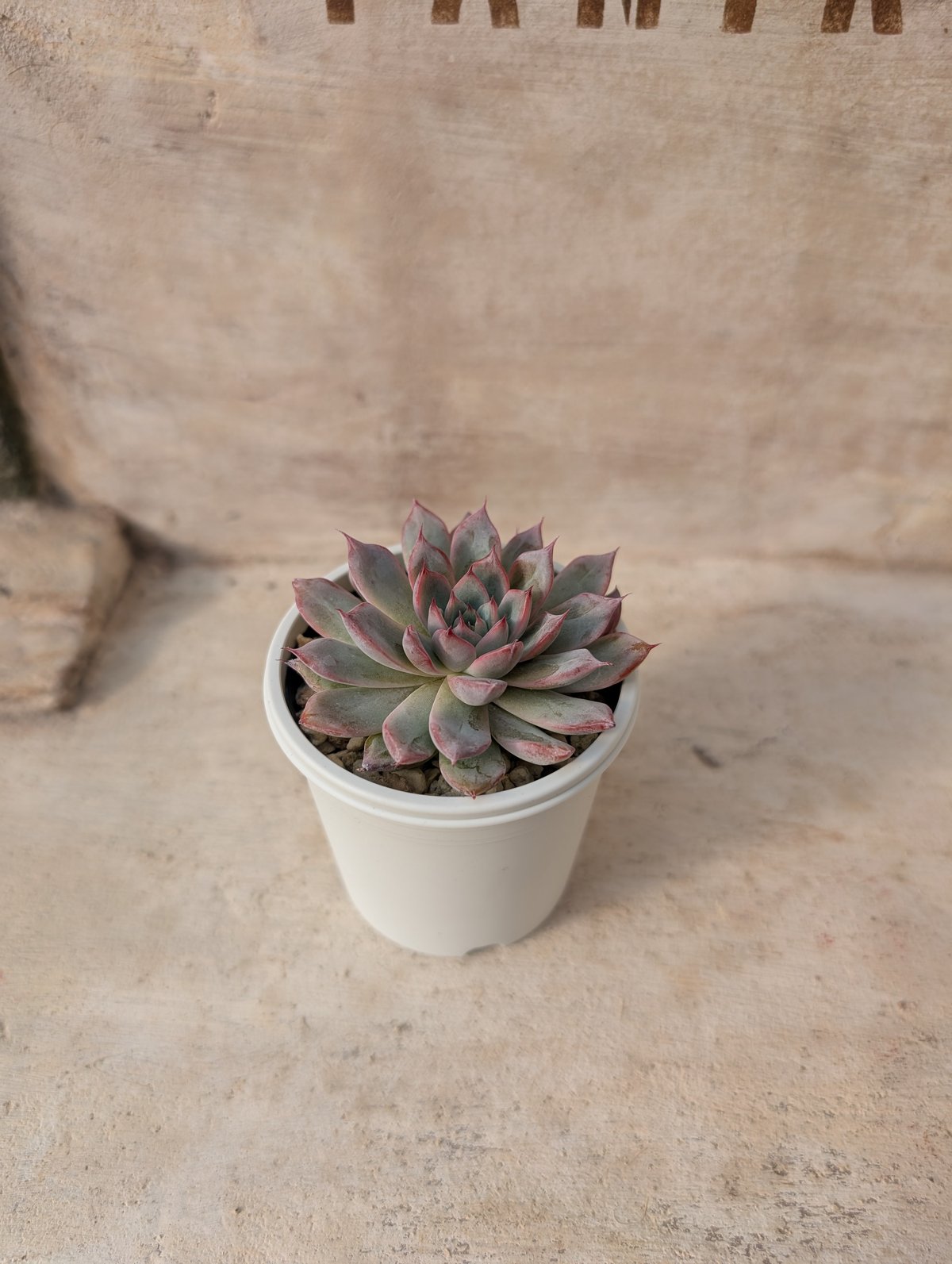 アランフェス エケベリア 抜き苗 | 多肉植物カット苗の通販