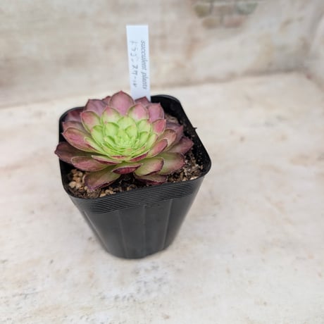 商品一覧 | 多肉植物カット苗の通販 | エケベリア(韓国苗)多肉植物専門