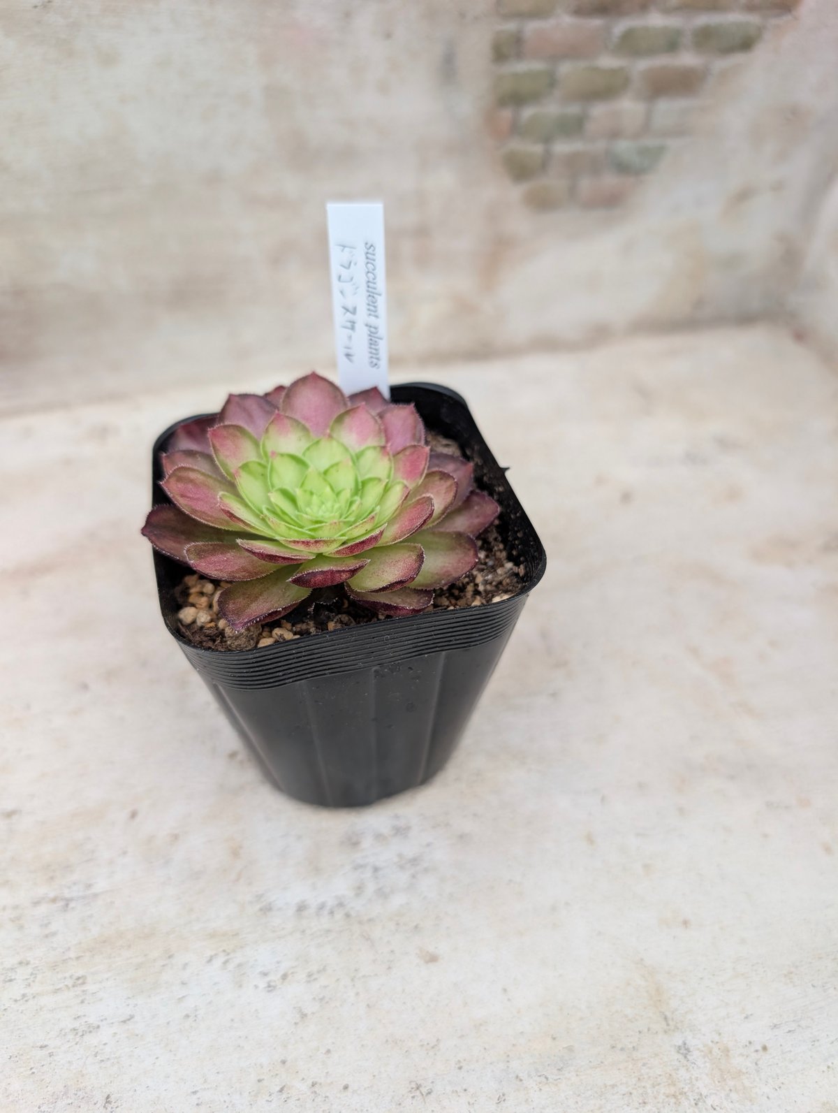 ドラゴンスケール アエオニウム 土付き 宅急便発送 | 多肉植物カット苗