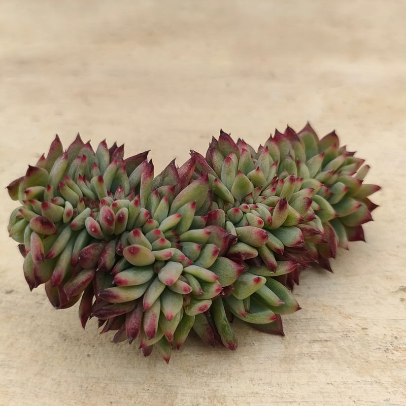 コロラータ綴化 エケベリア カット苗 | 多肉植物カット苗の通販 コロラータ綴化 エケベリア カット苗 | 多肉植物カット苗の通販