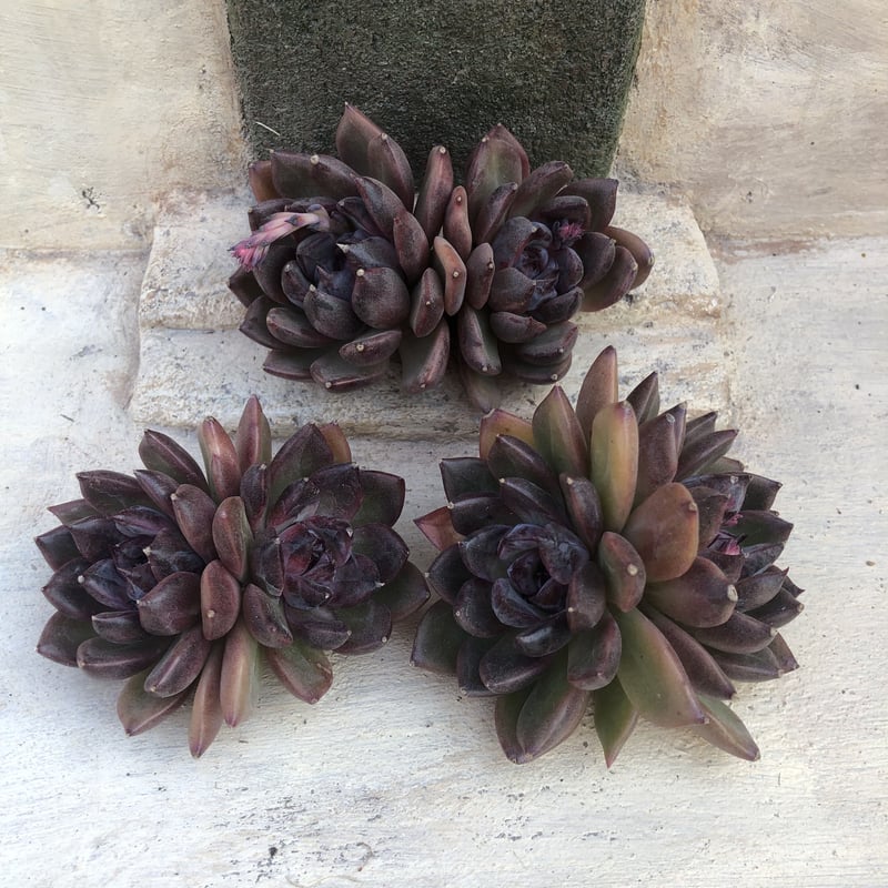 アールグレイ◎多肉植物 カット苗 韓国苗 エケベリア等 アールグレイ◎多肉植物 カット苗 韓国苗 エケベリア等