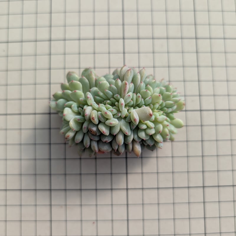 ホワイトパーム綴化 エケベリア カット苗 | 多肉植物カット苗の通販