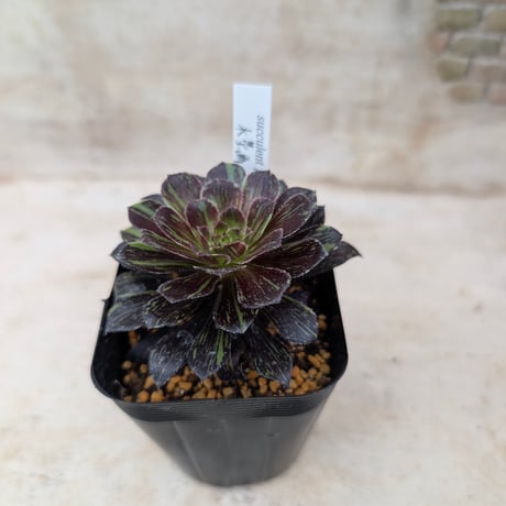 商品一覧 | 多肉植物カット苗の通販 | エケベリア(韓国苗)多肉植物専門