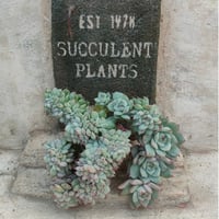 ナイチンゲール エケベリア カット苗 | 多肉植物カット苗の通販