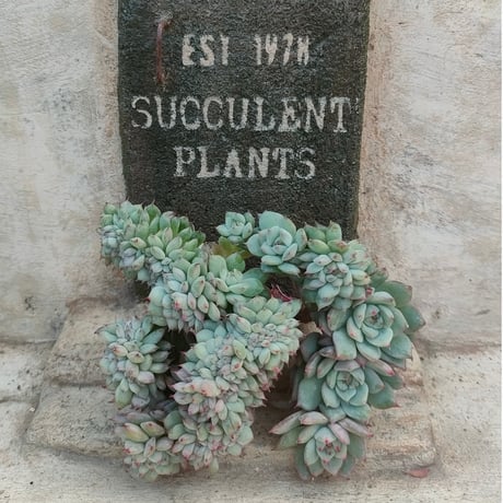 メデューサ綴化 新商品！綴化株！カプト！レア原種！