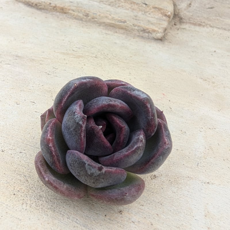 ブラックバイオレット◎多肉植物 カット苗 韓国苗 エケベリア等 多肉植物14 ブラックベア エケベリア 韓国苗 - メルカリ