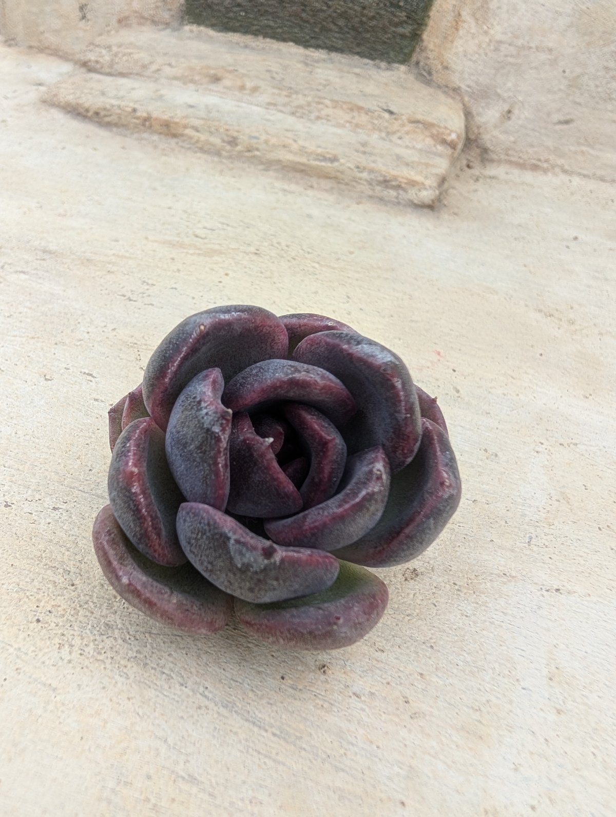 ブラックワイン エケベリア カット苗 | 多肉植物カット苗の通販