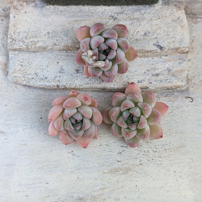 pande エケベリア カット苗 | 多肉植物カット苗の通販 | エケベリア