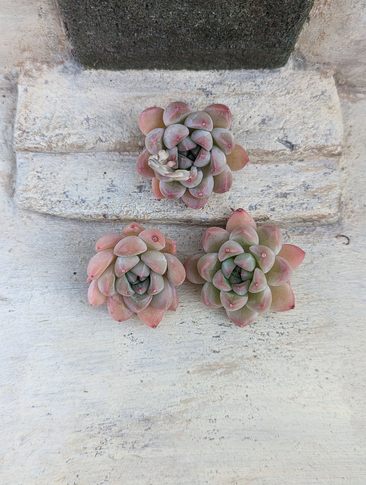 か*ん様 H725　バンシー　16株　抜き苗　多肉植物 エケベリア 韓国苗 16株の抜き苗セット】バンシー 多肉植物 佐川急便発送