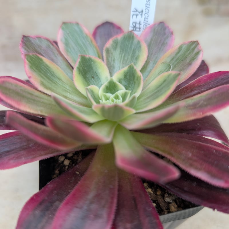 花胡蝶 アエオニウム 土付き 宅急便発送 | 多肉植物カット苗の通販