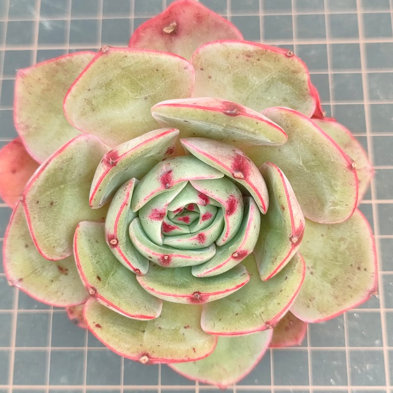 ピンクフローラ エケベリア カット苗 | 多肉植物カット苗の通販