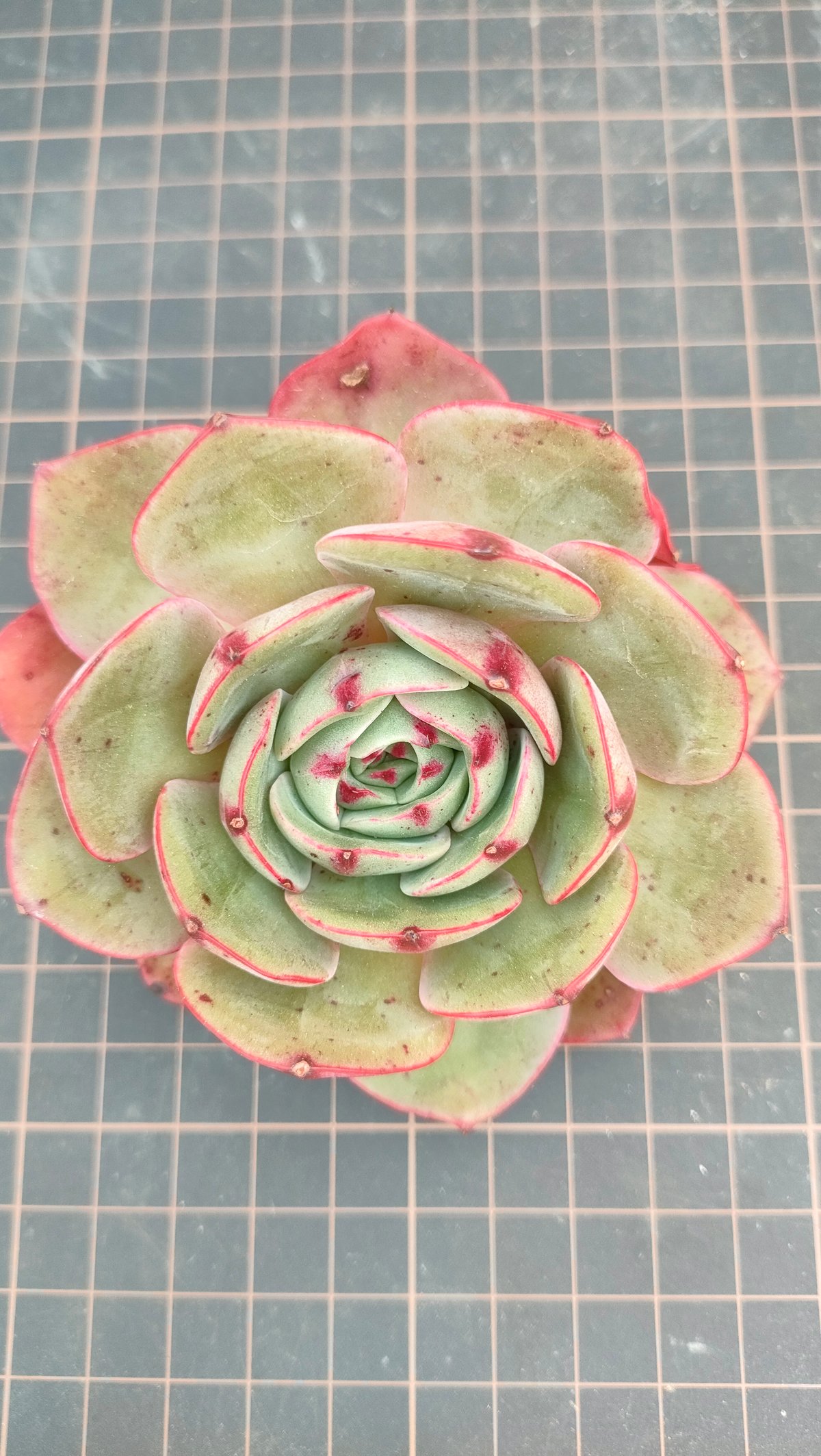 ピンクフローラ エケベリア カット苗 | 多肉植物カット苗の通販